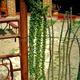 Ocotillo fence detail