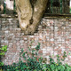Cabbagetown Garden in Toronto, Canada by PLANT Architect Inc.