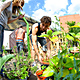 Photographs depicting last years’ Union Street Urban Orchard, produced by the same team as the Urban Physic Garden. Photographs copyright Mike Massaro.