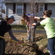 Volunteers planting a Serviceberry tree