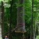 Once cut, the tree swings freely from the crane, and was then lowered onto a truck dolly for transport to the IMA. Courtesy Visiondivision.