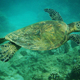 giant turtle