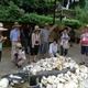Takahama Field work