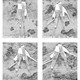 Time-Lapse of unit and site morphologies.