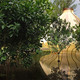 cao | perrot Studio, ardin des Hespérides, Metis International Gardens Festival, Quebec, Canada (Photo: Louise Tanguay)