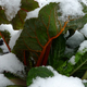 Rainbow chard in the raised beds