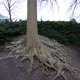 Tree root grasping the hill of the Louisiana Museum