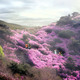 Azalea on sunny slope hill © West 8 urban design & landscape architecture