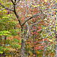 from green to red to orange to yellow