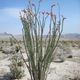 Ocotillo
