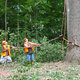 The selected tulip poplar tree was located in a stand of trees sold as timber outside Lapel, Indiana. A crane supported the top of the tree as the loggers rigged the bottom. Courtesy Visiondivision.