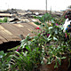 Garden-in-a-Sack: Solidarités International. Funders: European Union and Agence Française de Développement. Kibera, Mathare, Kiambiu, and Mukuru Lunga-Lunga informal settlements, Nairobi, Kenya, 2008-present. Photo: © Solidarités International 