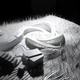 Model photo (Image: BIG)