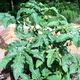 The tomatoes in the raised vegetable beds are doing great.