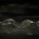 HavvAda by Dror