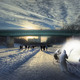 POLAR HEN by mjölk architekti