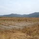 Saline water infested rice field