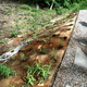 the New Norris House meadow planting and landscaping day