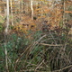 Fall color in the bioretention beds