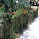 Ocotillo fence