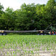 The tree enjoyed a police escort as it made the 30 mile journey to the Museum. Courtesy Visiondivision.