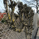 Tree weaving through a wire fence