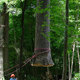 Once cut, the tree swings freely from the crane, and was then lowered onto a truck dolly for transport to the IMA. Courtesy Visiondivision