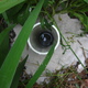 Piezometer installed in greywater bed