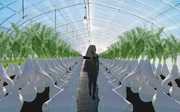 Work by Students, Alumni and Faculty